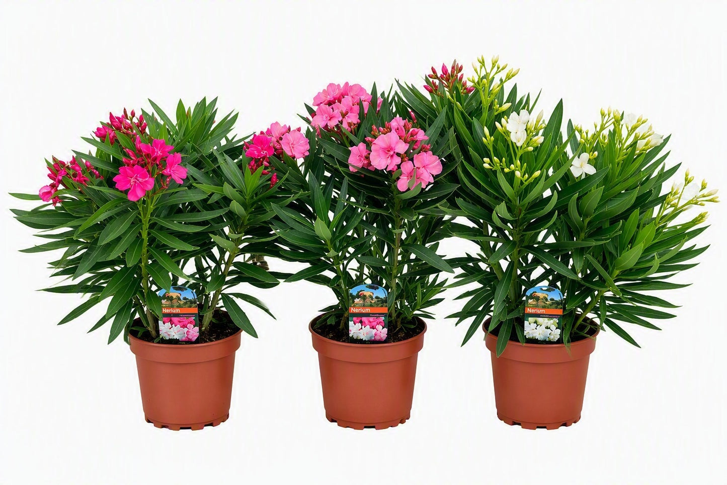 Nerium oleander mix 55cm 19cm Pot