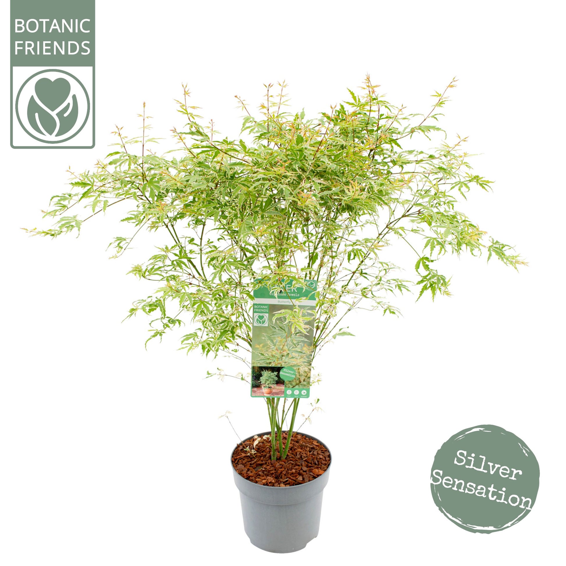 Acer Butterfly 80cm 24cm Pot