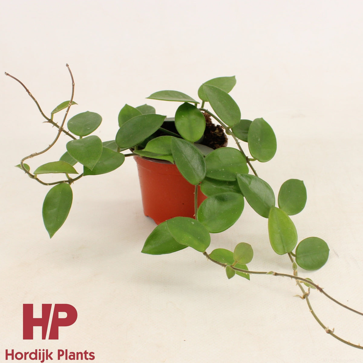 Hoya australis 15cm 9cm Pot