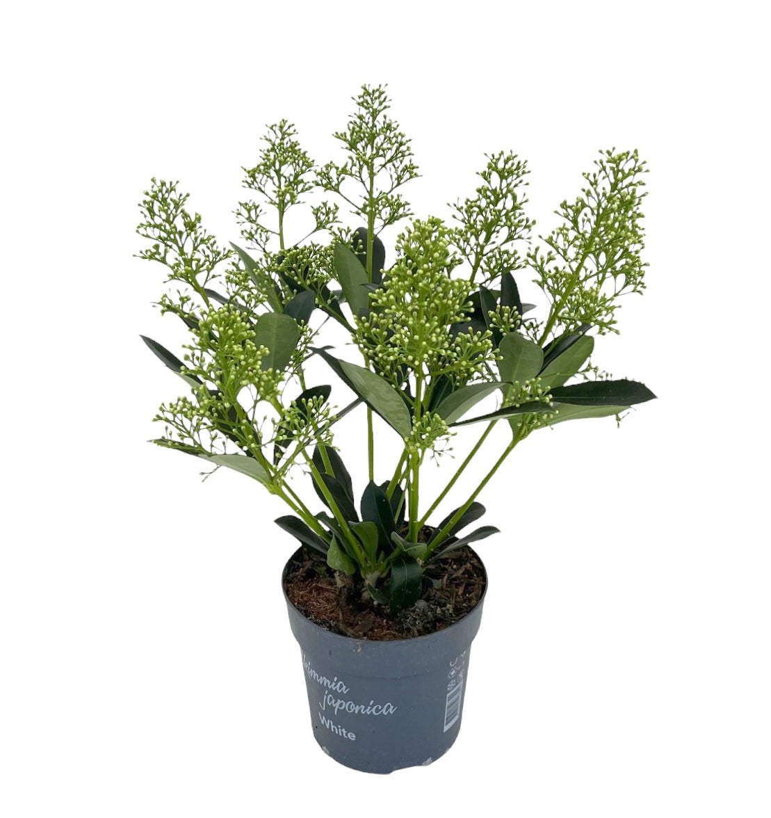 Skimmia japonica Finchy 35cm 13cm Pot