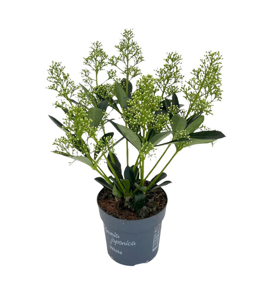 Skimmia japonica Finchy 35cm 13cm Pot