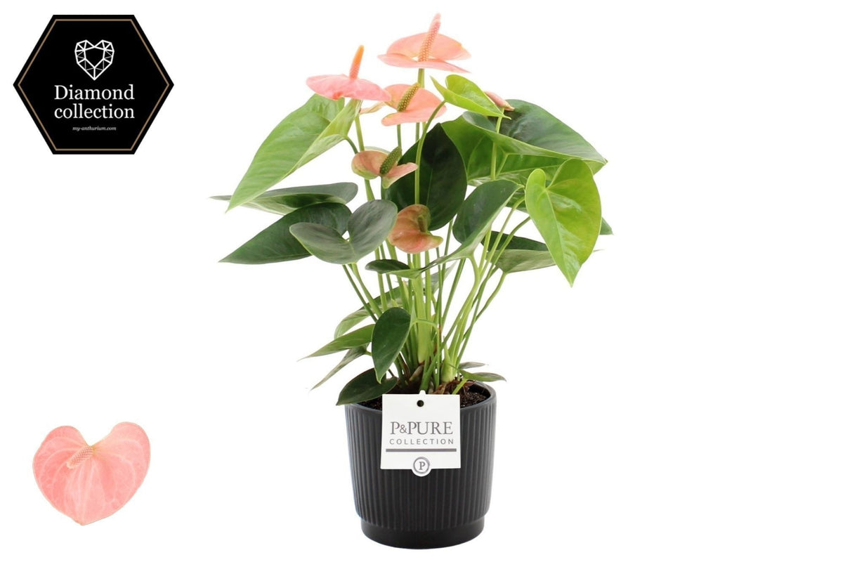 Anthurium Spirit 40cm 12cm Pot