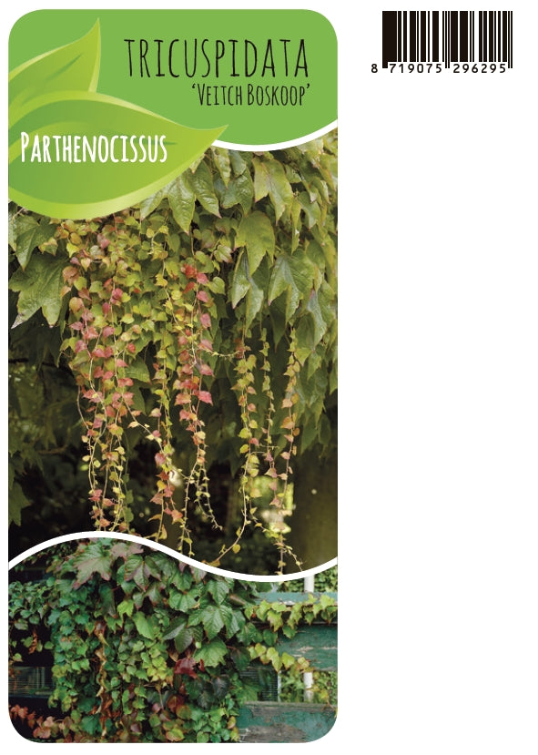 Parthenocissus tricuspidata Veitchii 60cm 14cm Pot