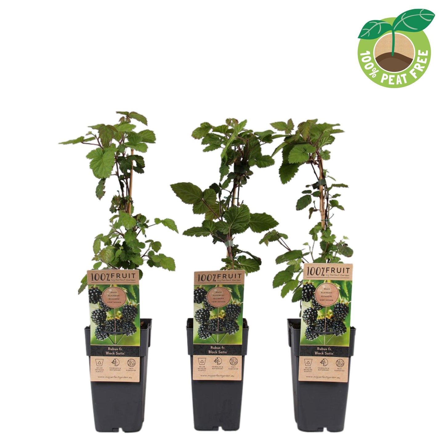 rubus-black-satin-thornless-blackberry-50cm-15cm-pot