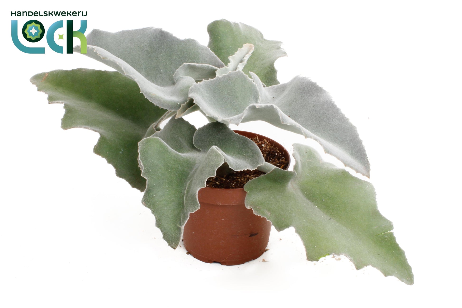 Kalanchoe beharensis 35cm 14cm Pot