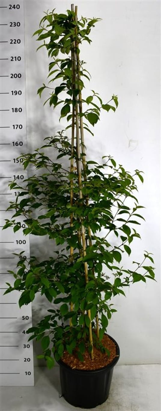 Viburnum plic. Kilimandjaro 230cm 40cm Pot