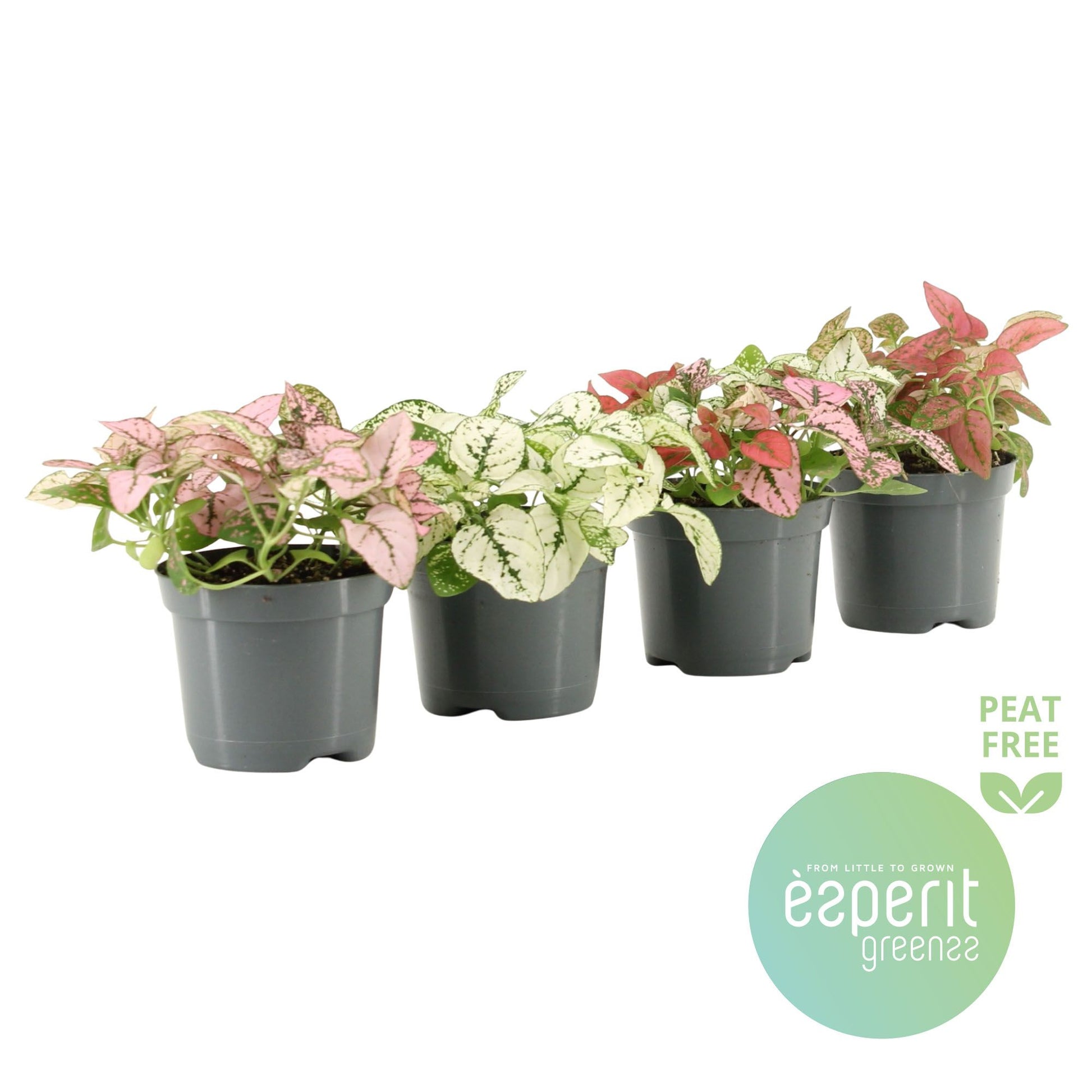 Esperit Plants Hypoestes mix Pack of 21
