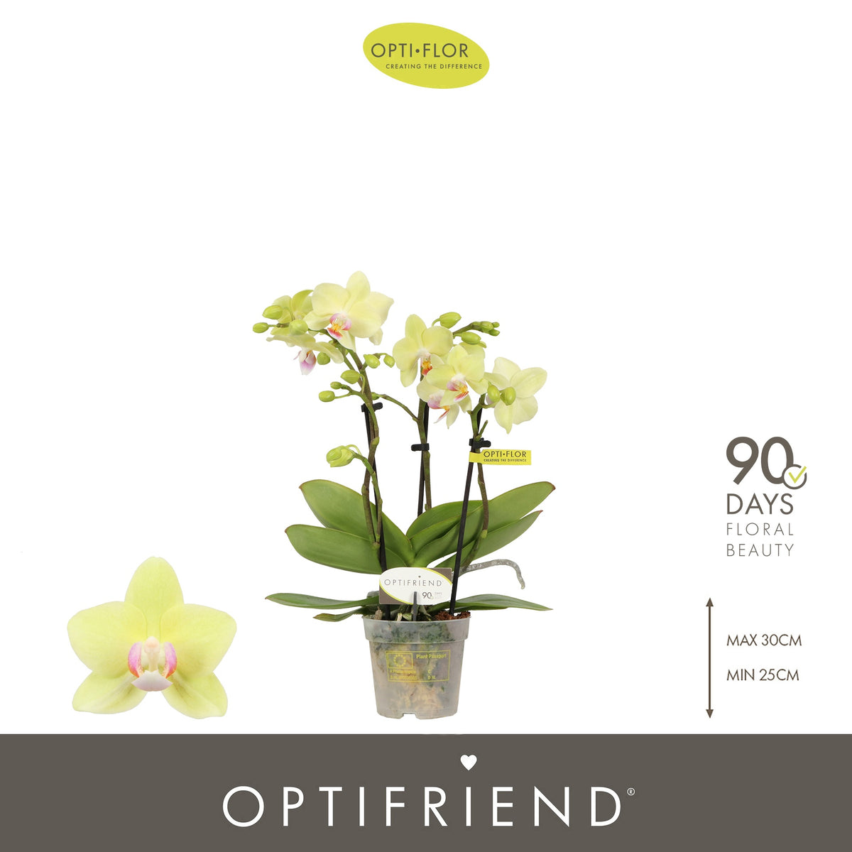 Phalaenopsis yellow 25cm 7cm Pot