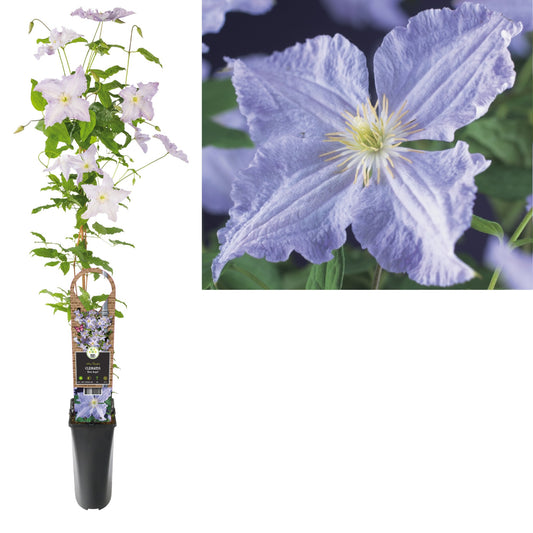 Clematis jac. Blekitny Aniol 95cm 17cm Pot