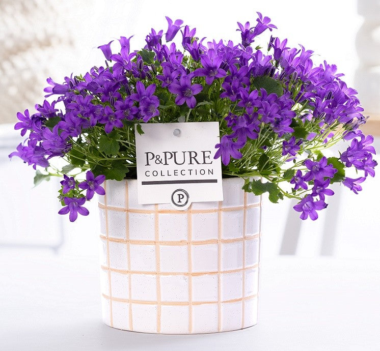 Campanula Porto 22cm 14cm Pot