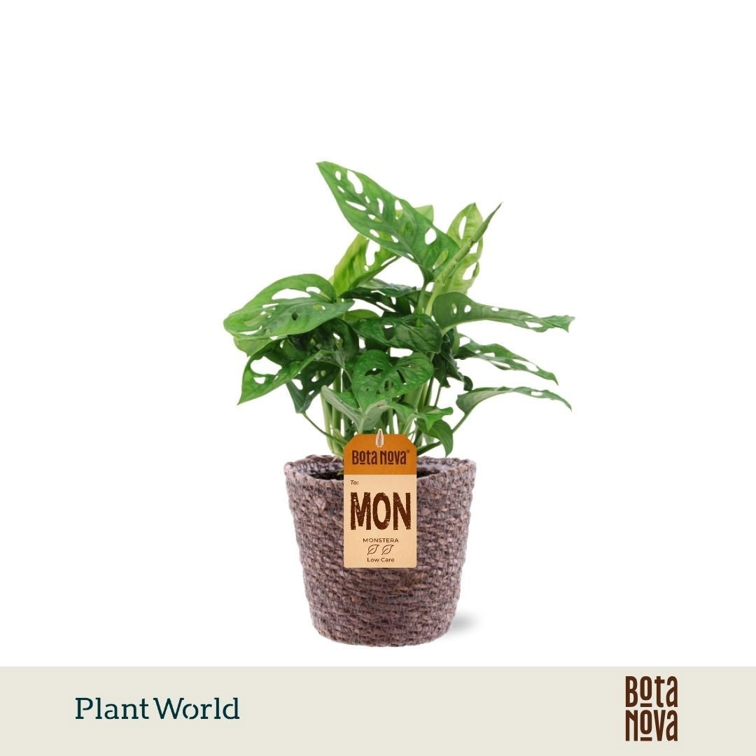 Monstera Monkey Leaf 30cm 12cm Pot