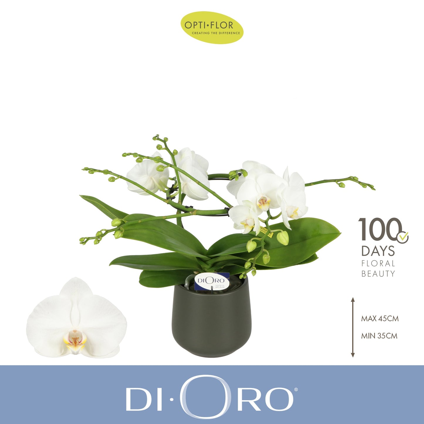 Phalaenopsis Dioro Prestige (+ drp.ceramic) 50cm 12cm Pot