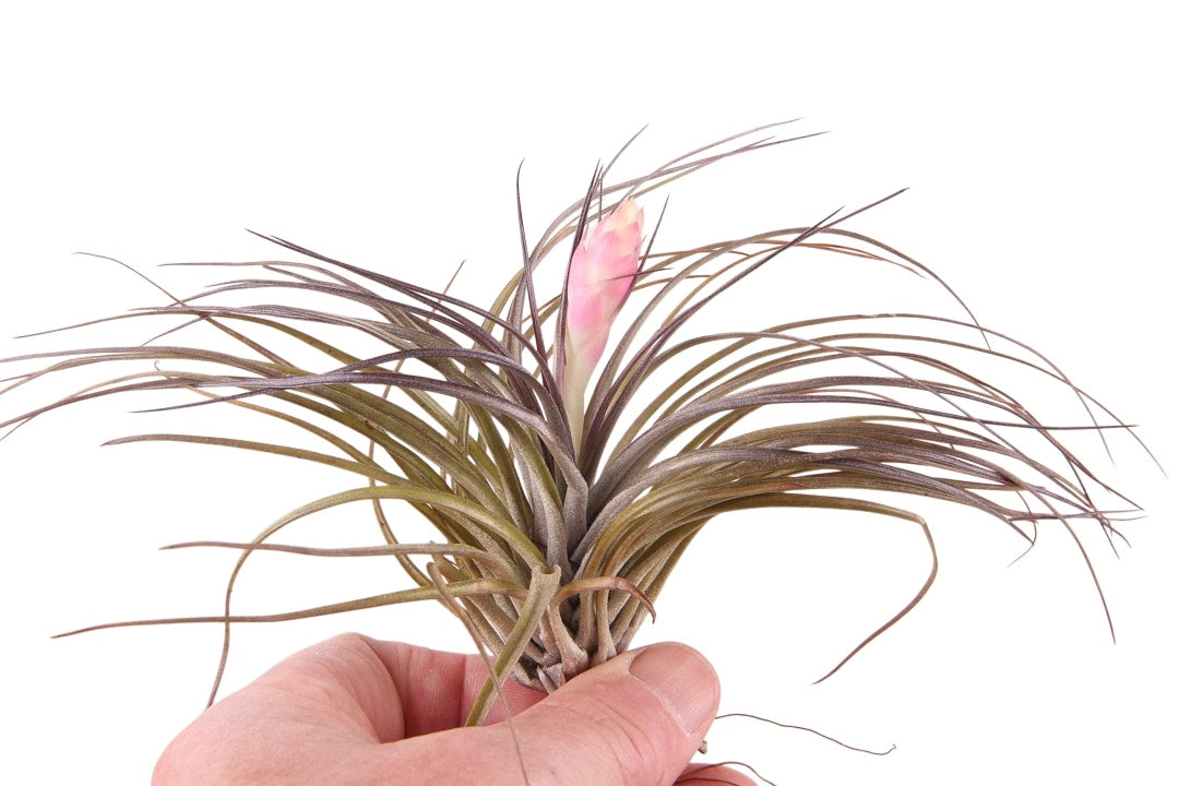 Rip Bromini BV Tillandsia ionantha Pack of 10