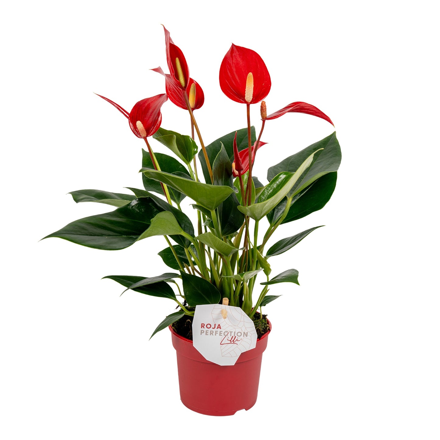 Groene Tint Anthurium Banderola Roja Pack of 12