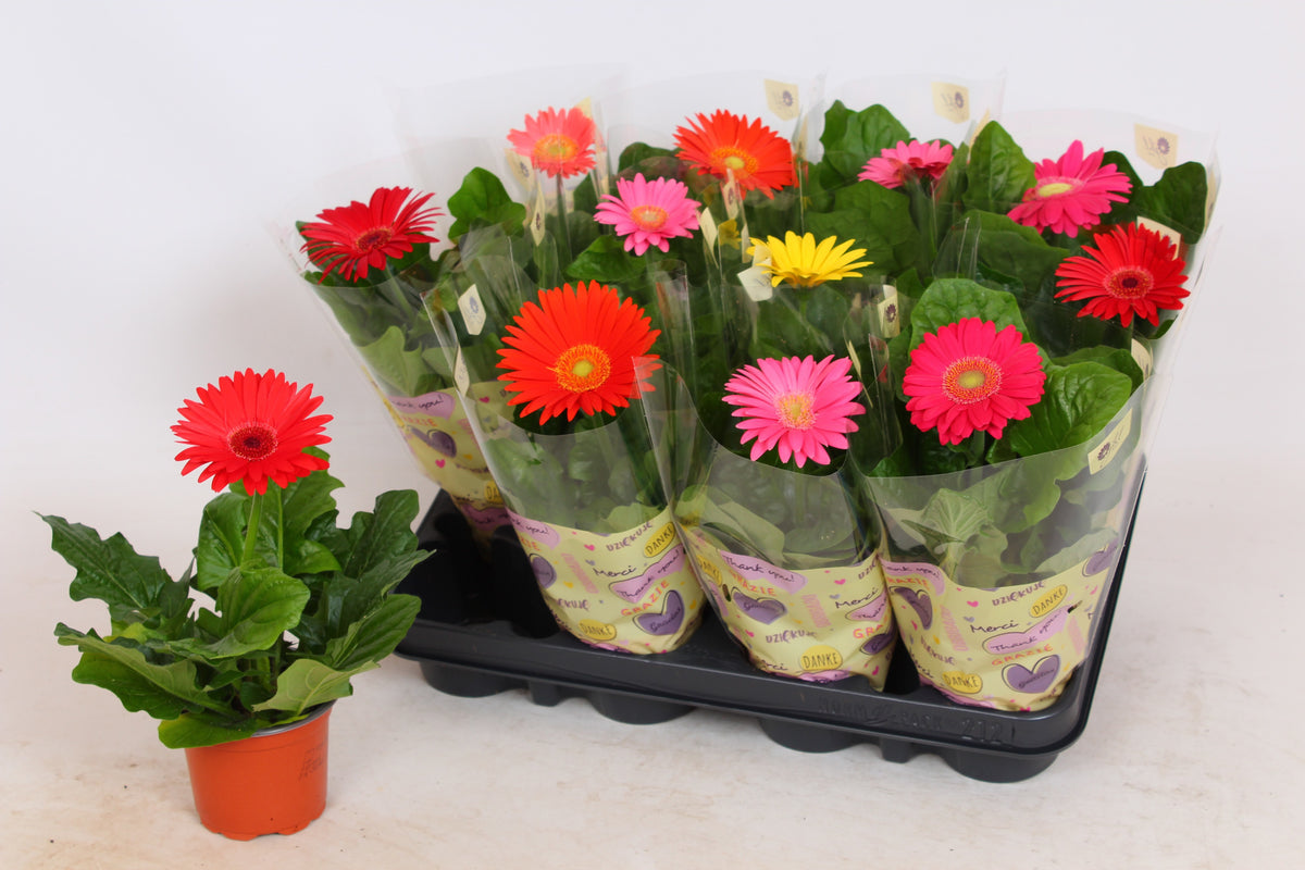Gerbera Colourgame mix 25cm 9cm Pot