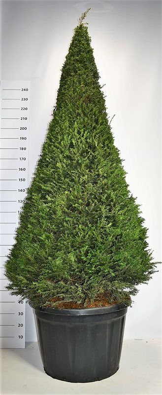 Taxus baccata 280cm 80cm Pot