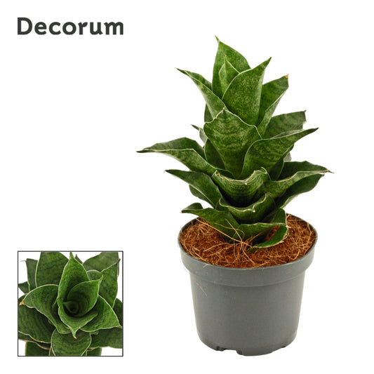 Sansevieria 18cm 9cm Pot