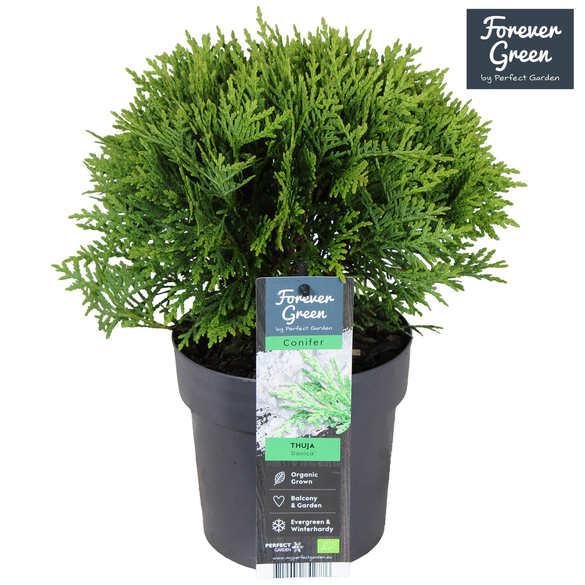Thuja occidentalis Danica 30cm 14cm Pot