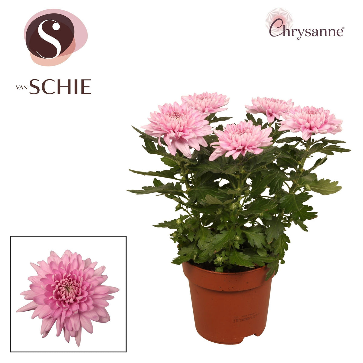 Chrysanthemum Zembla pink 35cm 17cm Pot
