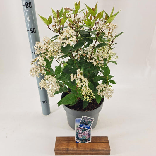 Viburnum tinus Spirit 60cm 23cm Pot