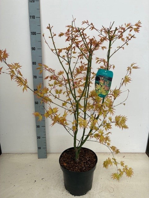 Acer Orange Dream 80cm 26cm Pot