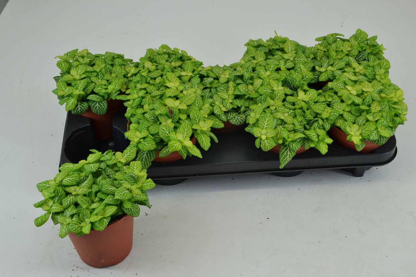 Fittonia verschaffeltii 20cm 12cm Pot