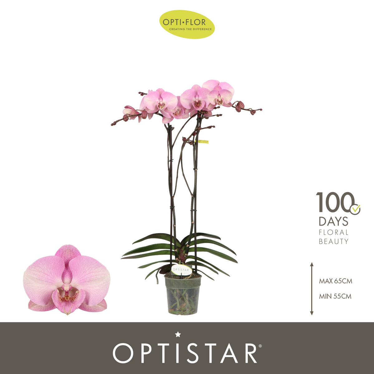 Phalaenopsis pink 60cm 12cm Pot