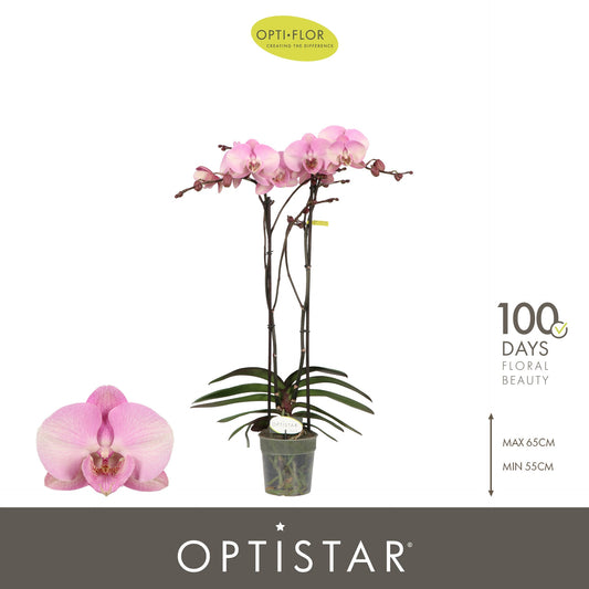 Phalaenopsis pink 60cm 12cm Pot