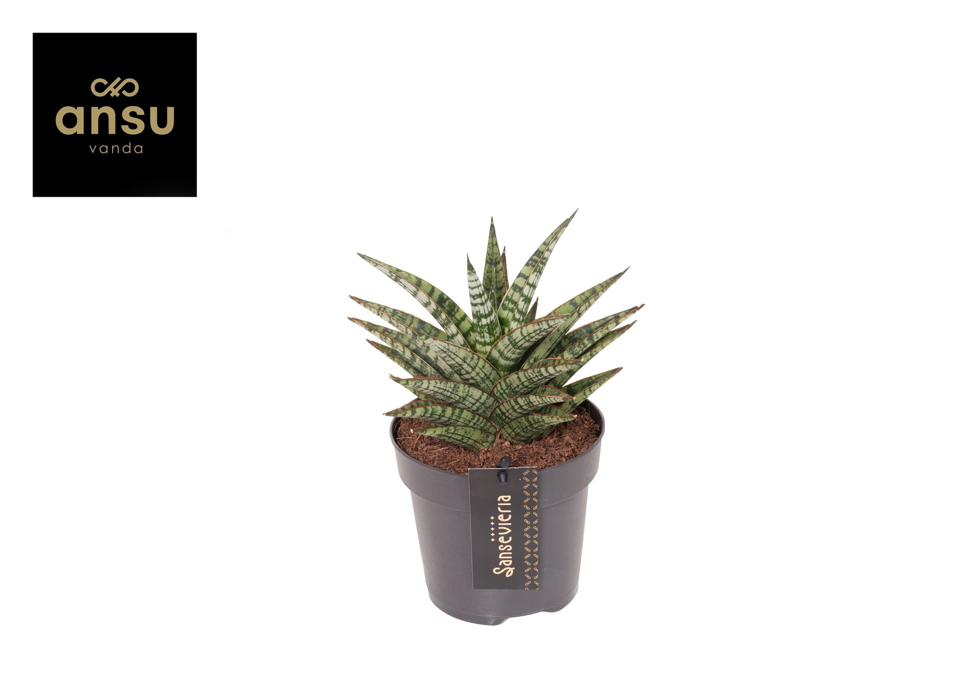 Sansevieria Cosmet Queen Marbel 35cm 12cm Pot