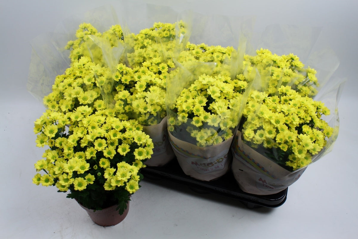 Chrysanthemum Madiba Ringa yellow 27cm 14cm Pot