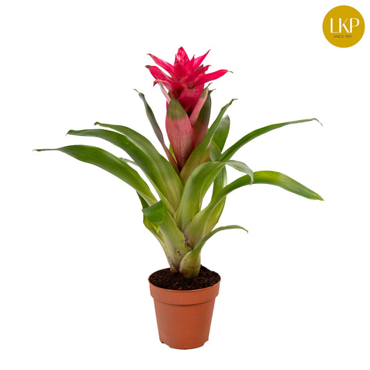 Guzmania Etude 30cm 10.5cm Pot