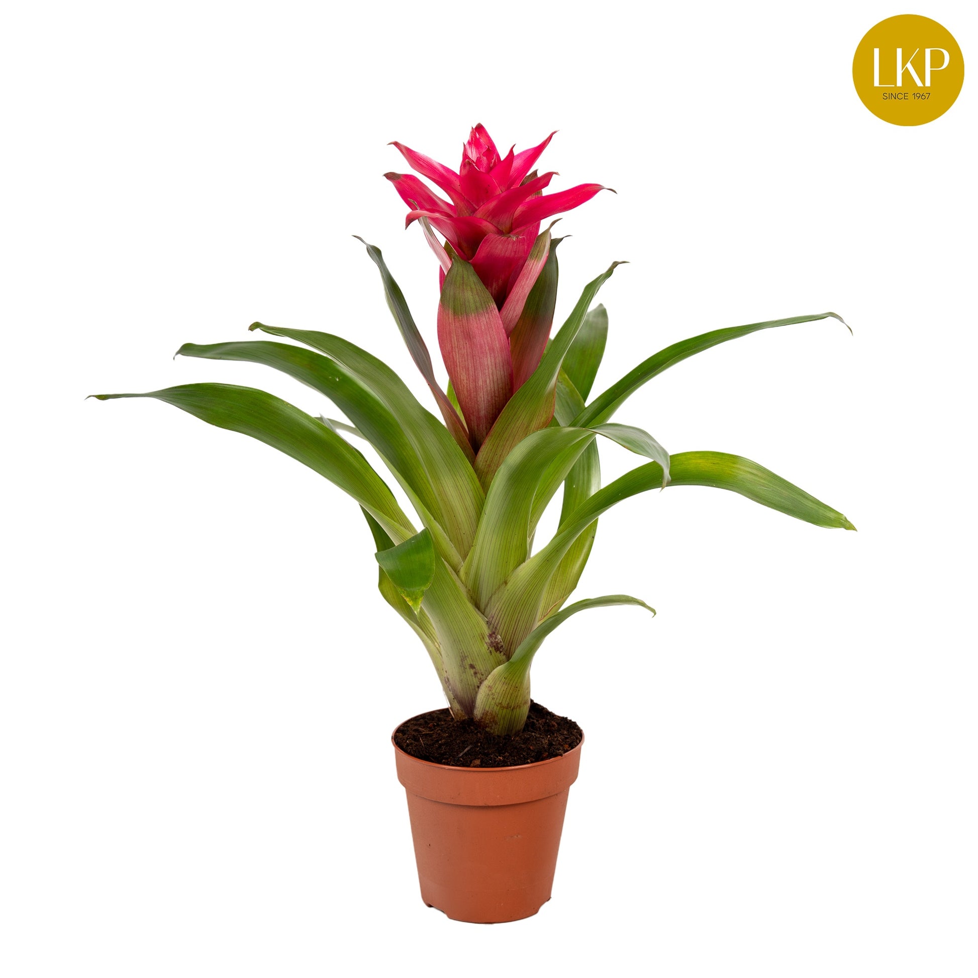 Guzmania Etude 30cm 10.5cm Pot