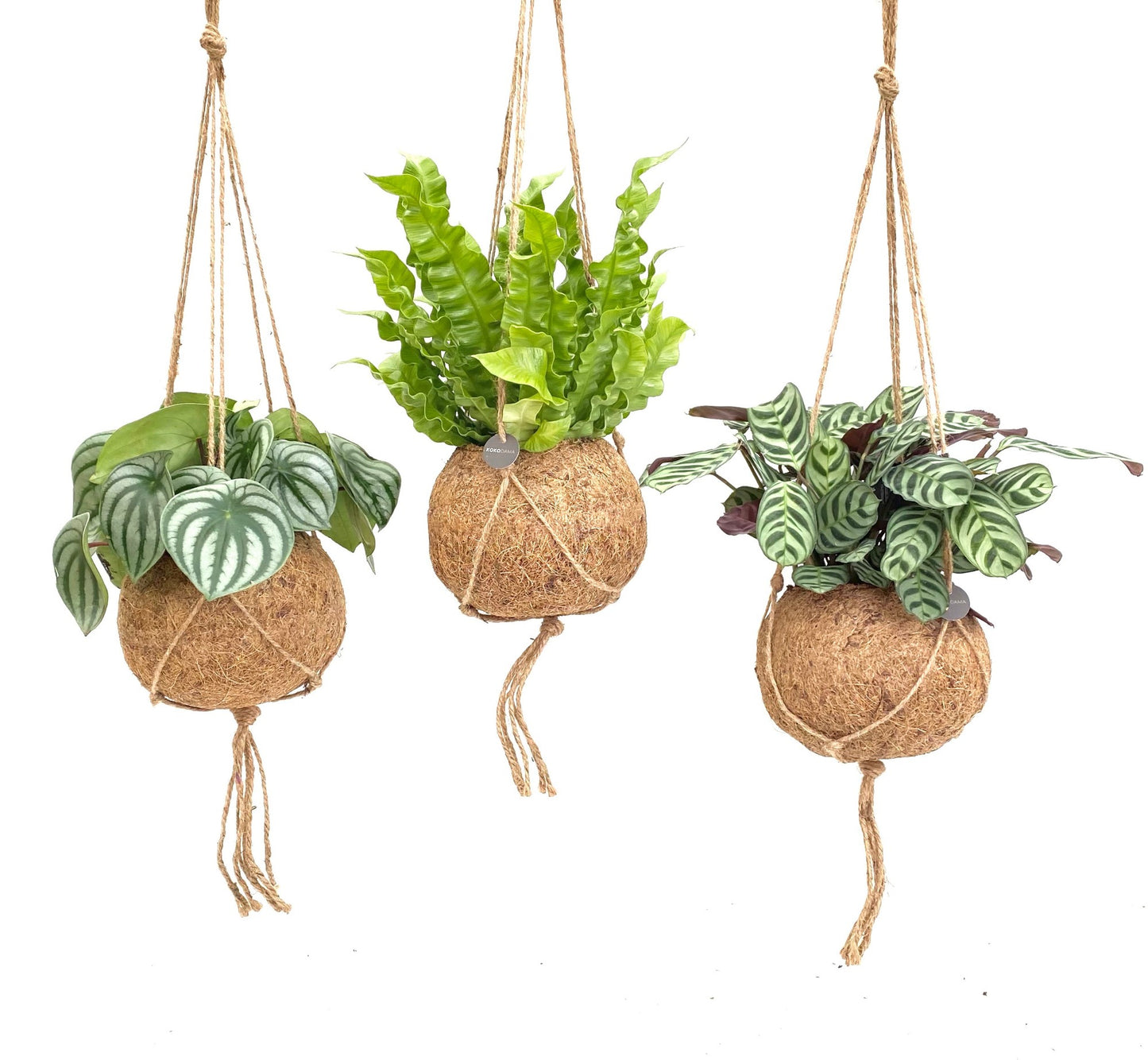 Foliage houseplants mix 28cm 17cm Pot