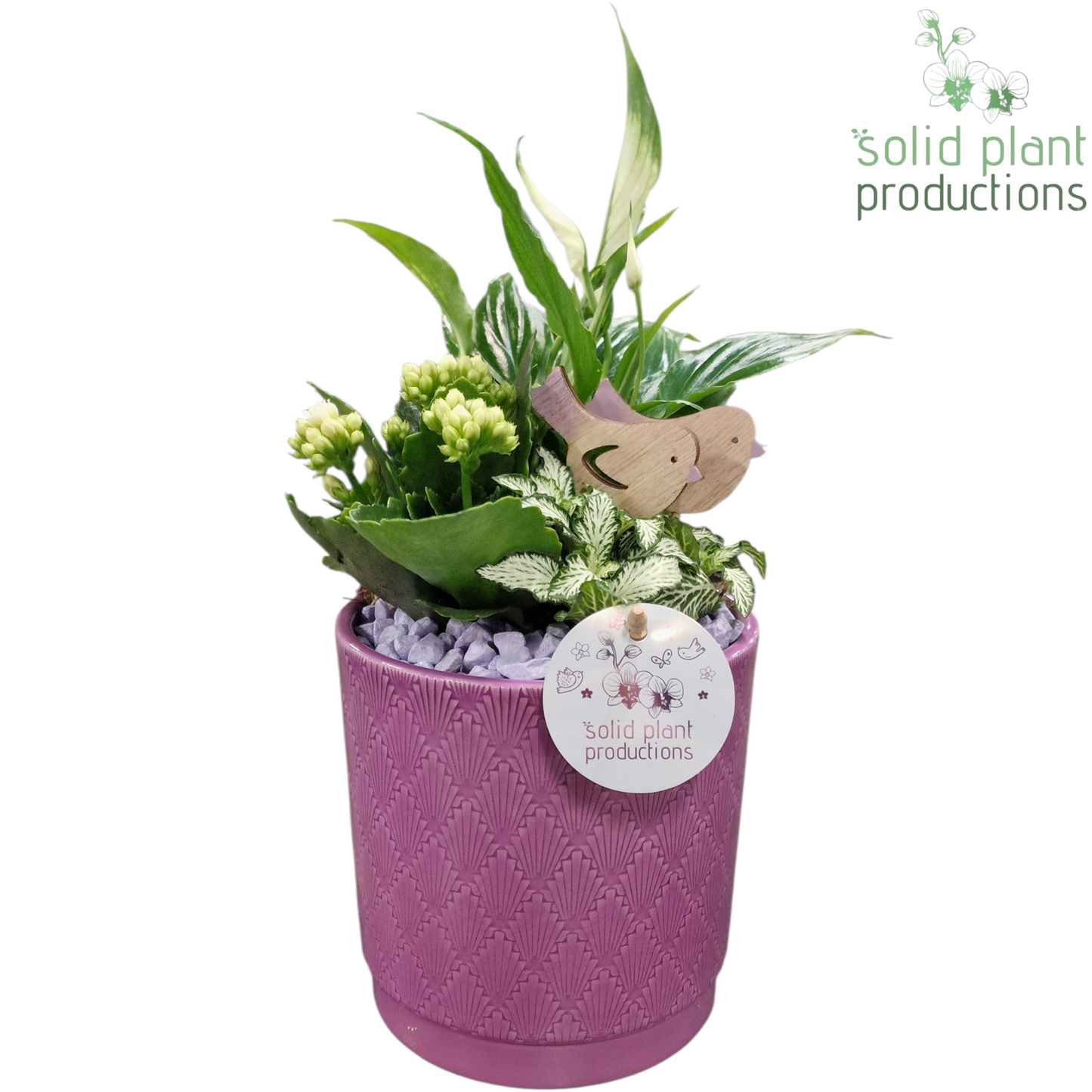 SP001 Amy Lila 35cm 13cm Pot