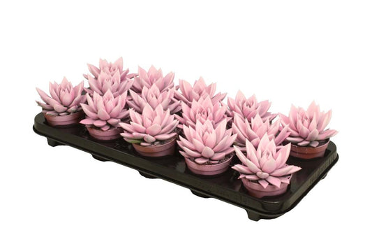 Echeveria colored bicolor pink/white 11cm Special Pot (508)