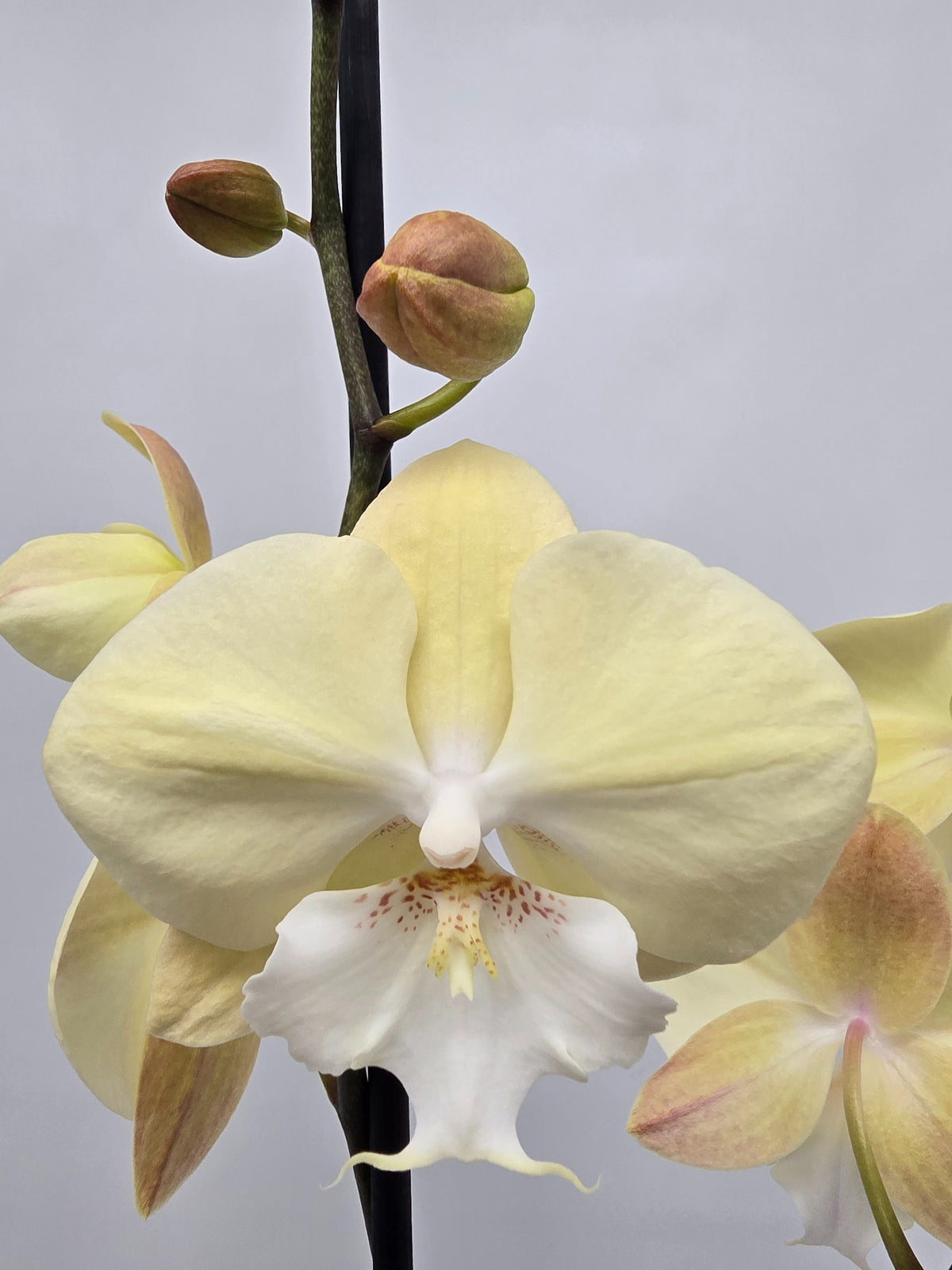 Phalaenopsis Hybrid 75cm 12cm Pot