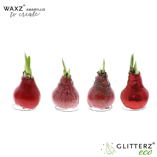 Hippeastrum Waxz to Create Red 15cm 998cm Pot
