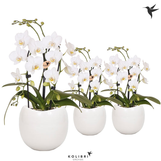 Phalaenopsis mix cascade (+ drp.ceramic) 40cm 9cm Pot