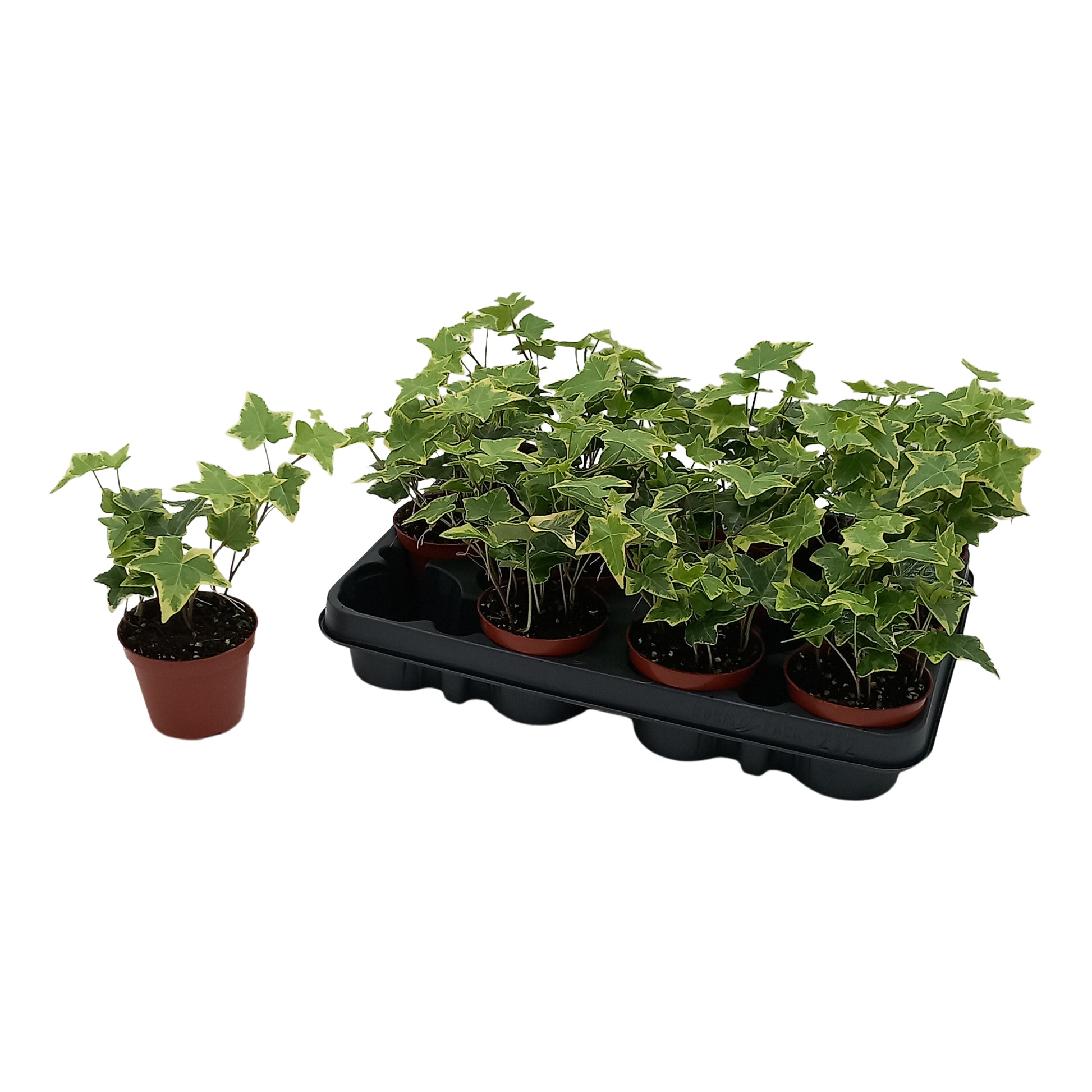 Hedera helix Goldchild 8.5cm Pot