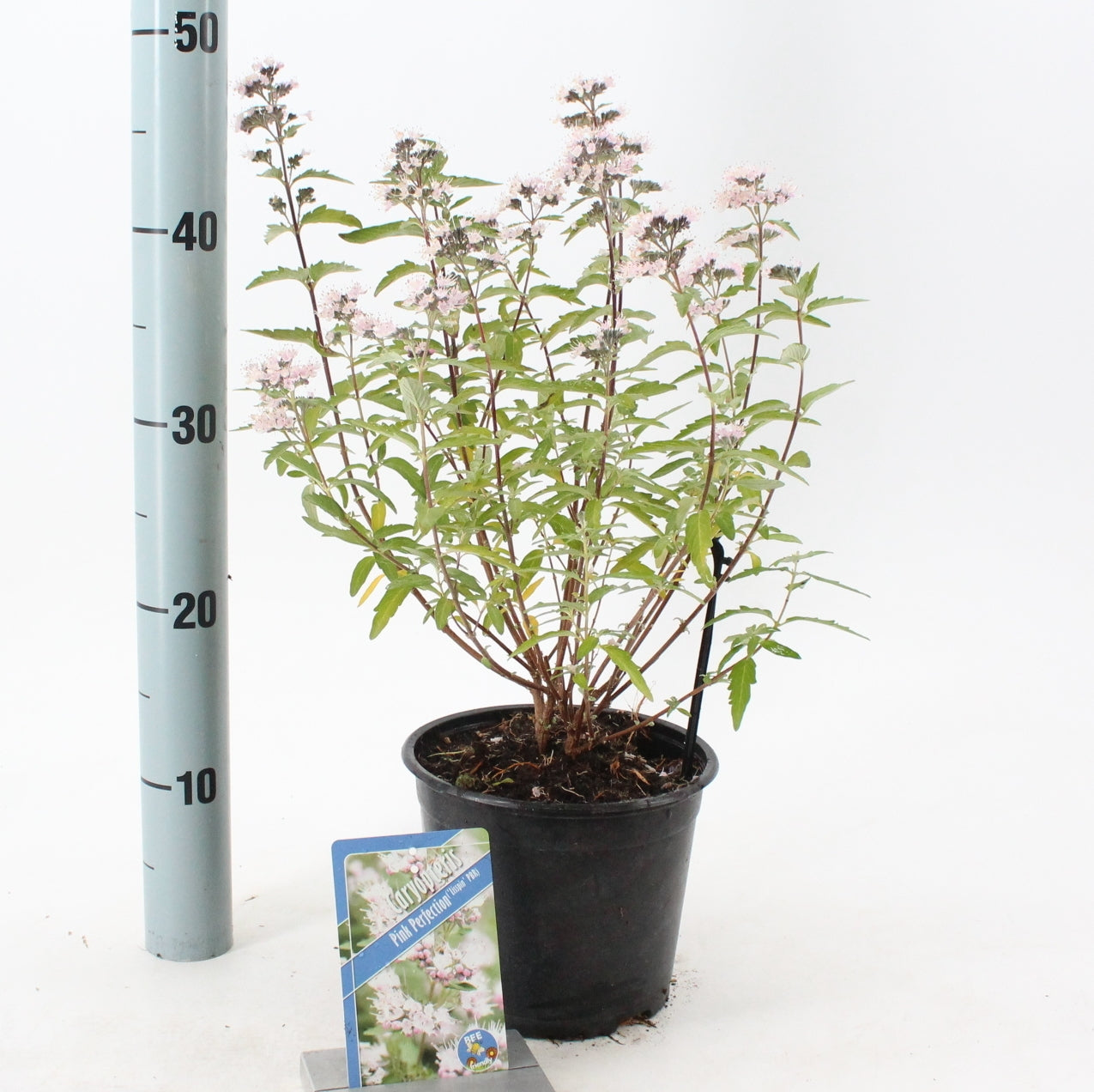 About Plants Zundert BV Caryopteris Pink Perfection Pack of 1