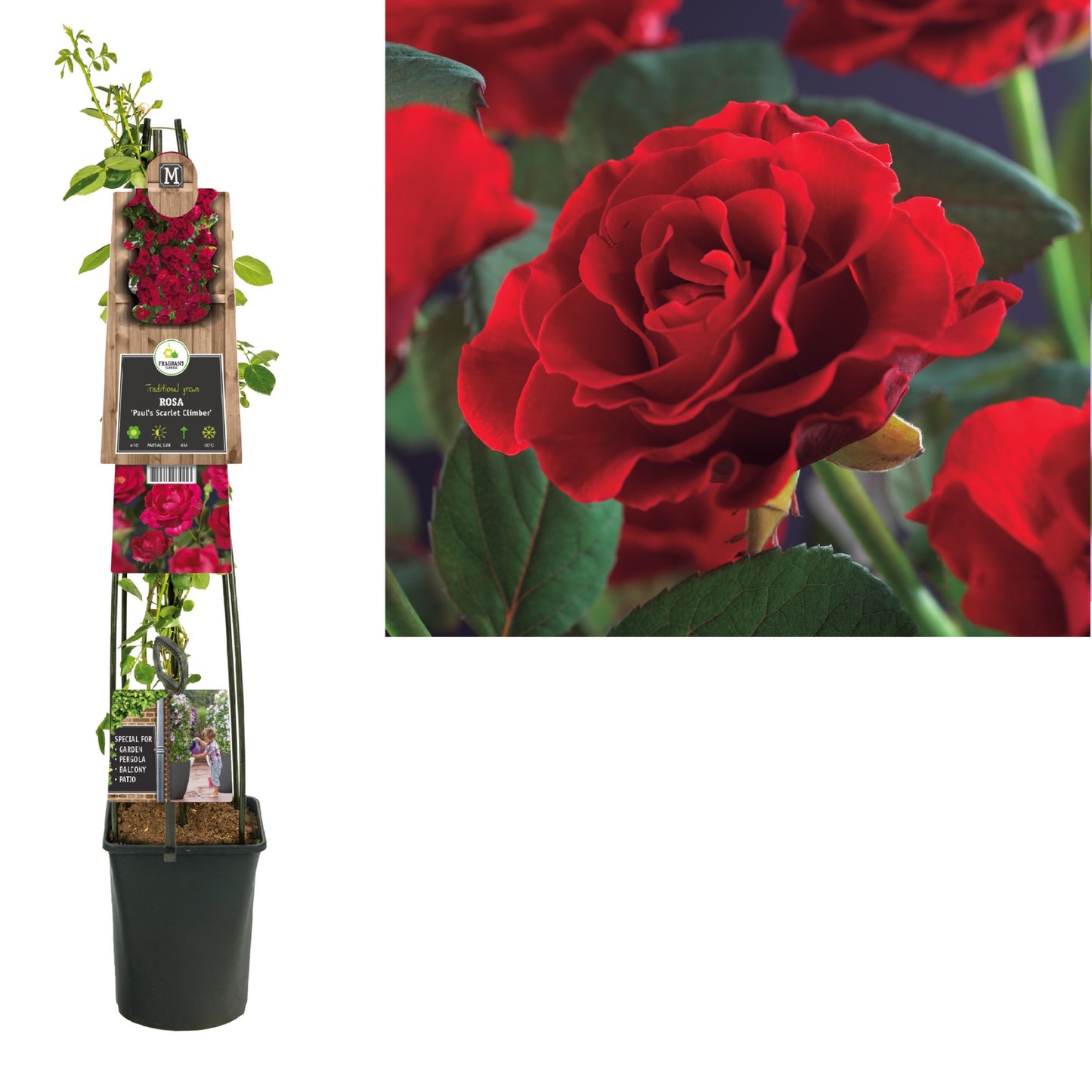 Rose Paul Scarlet Climber 115cm 23cm Pot