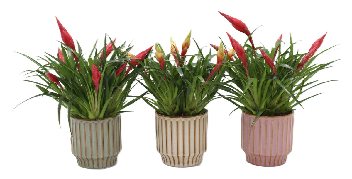 Vriesea Multiflora mix 40cm 12cm Pot