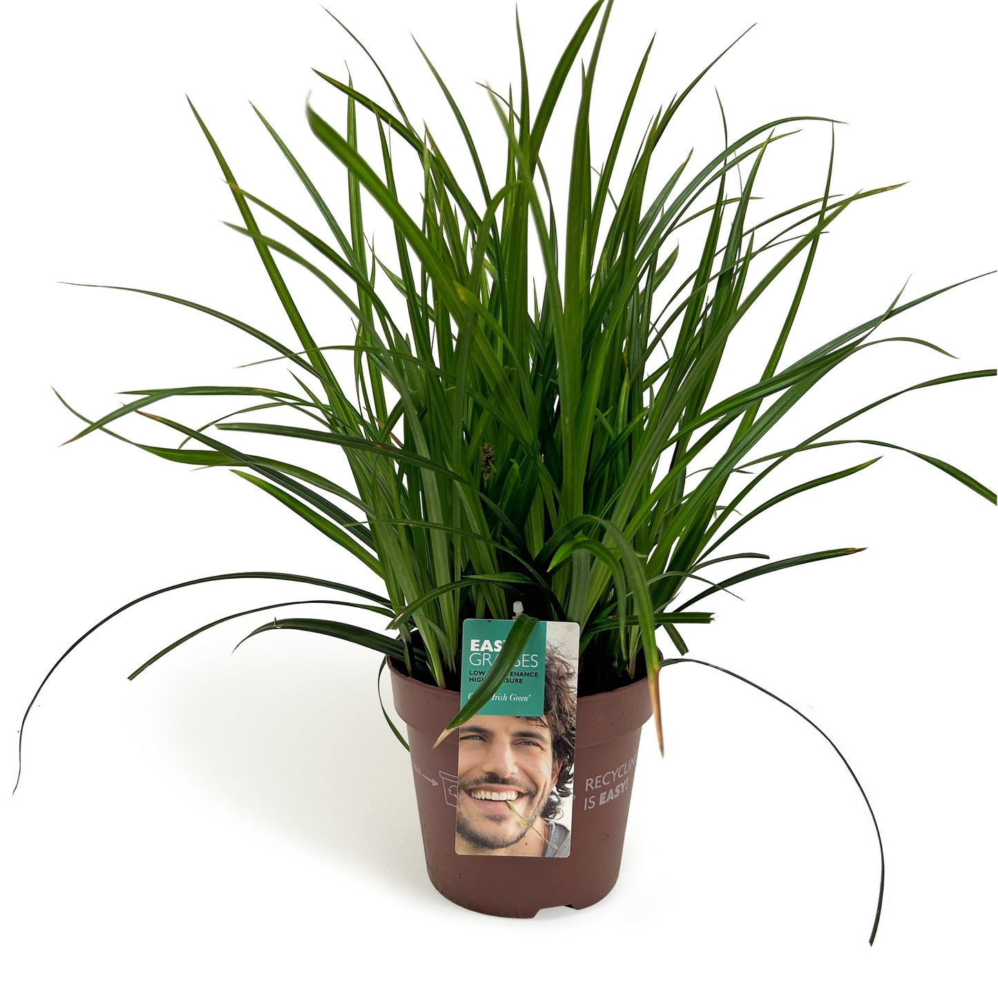 Carex morrowii Irish Green 50cm 17cm Pot