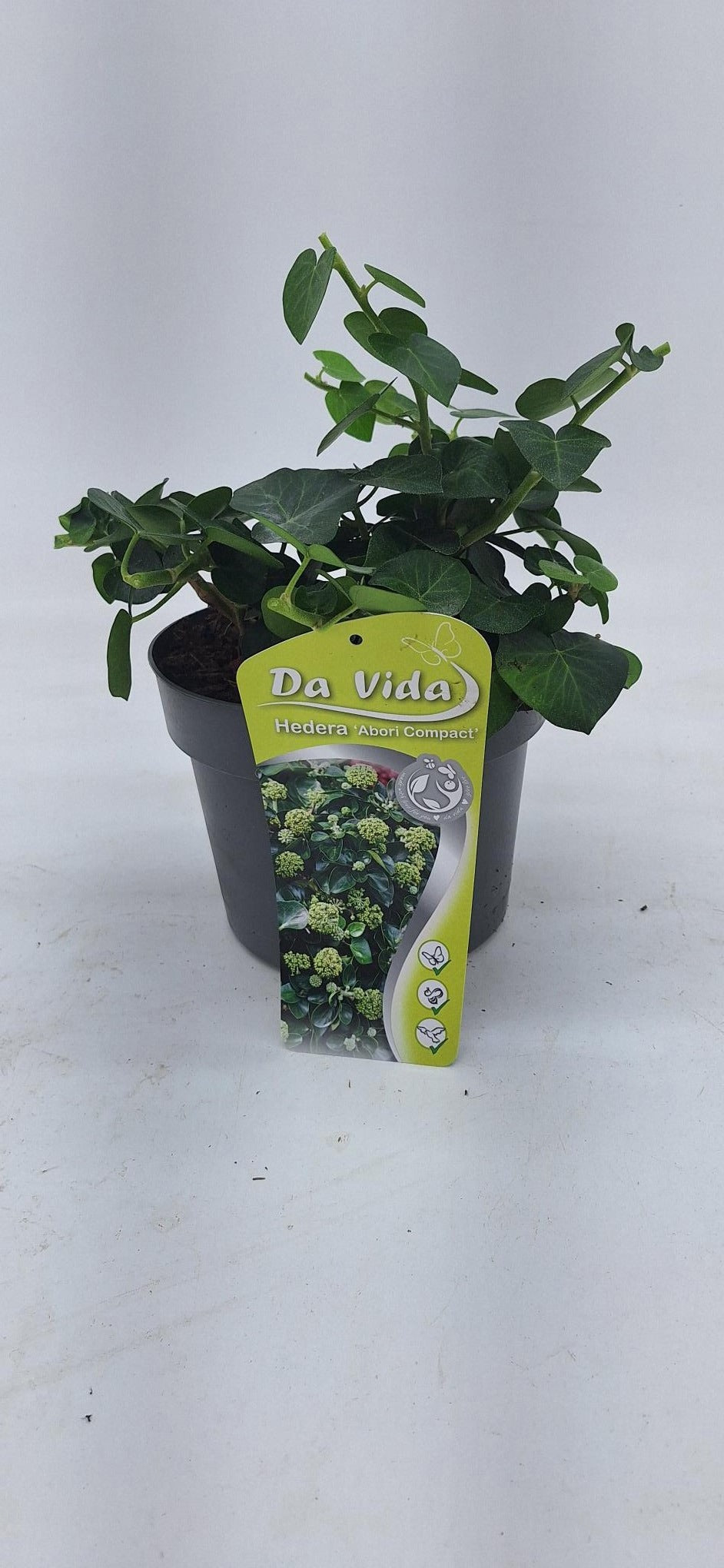 Hedera hibernica Arbori Compacta (Irish Ivy) 19cm Pot