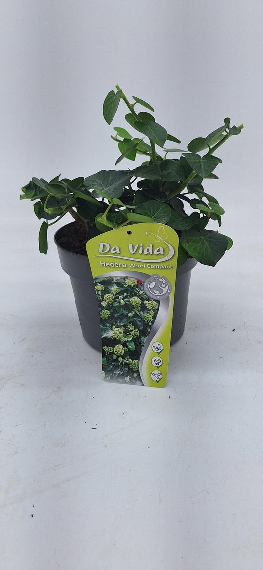 Hedera hibernica Arbori Compacta (Irish Ivy) 19cm Pot
