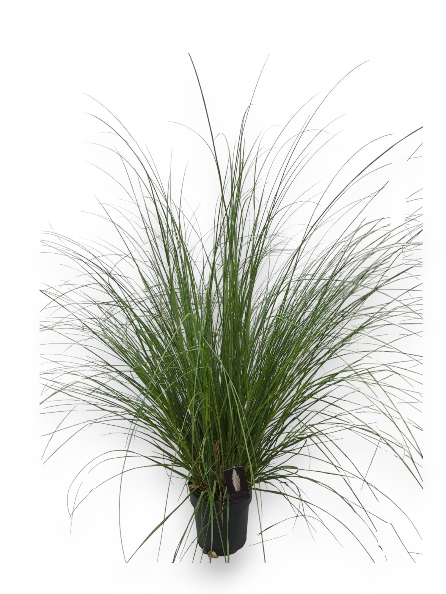 Straalen, Boomkw. JP v Cortaderia sellona Pumila Pack of 1