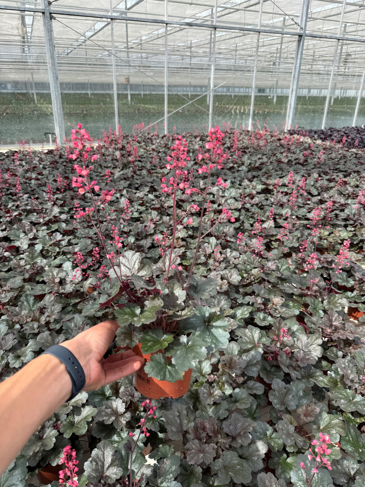 Heuchera sanguinea 30cm 13cm Pot