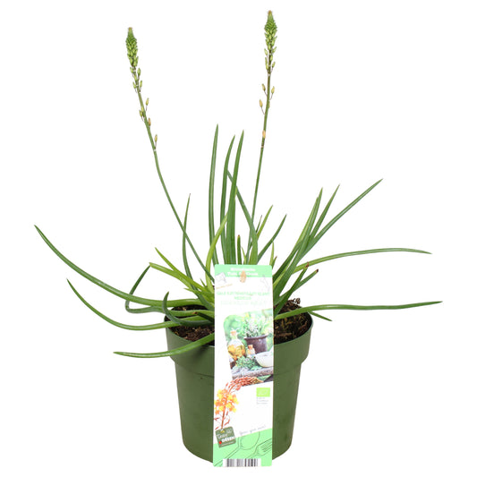 Garden herbs 30cm 14cm Pot