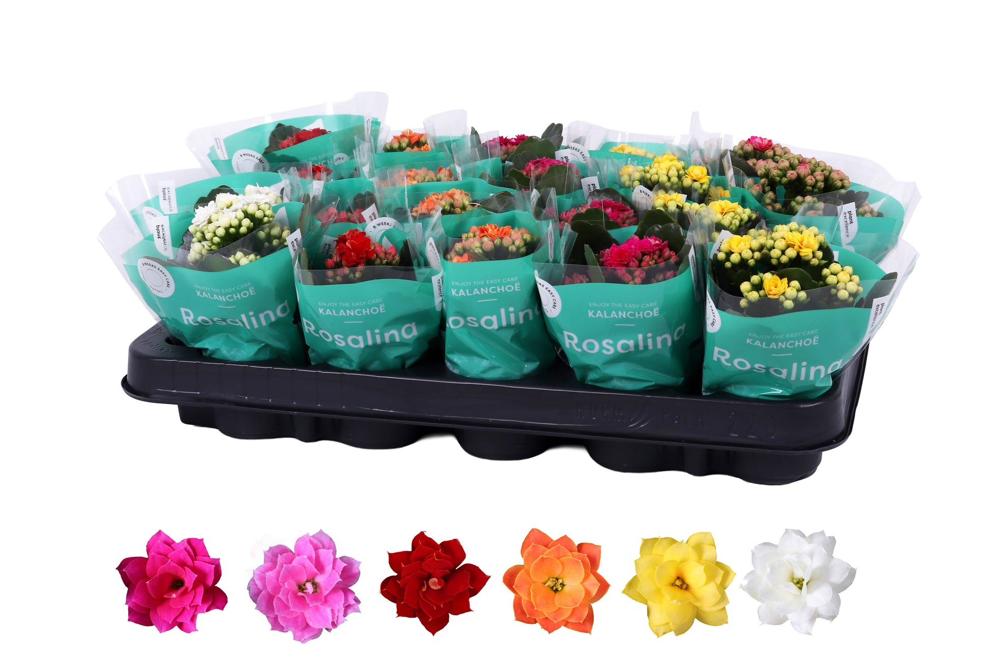 KP Holland Centraal Kalanchoe Rosalina mix Pack of 20