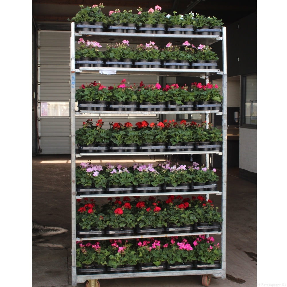 Pelargonium zonal mix 25cm 510cm Pot